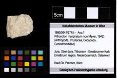 Foto (Objekt + Etiketten) von Pithonoton marginatum (von Meyer, 1842) 